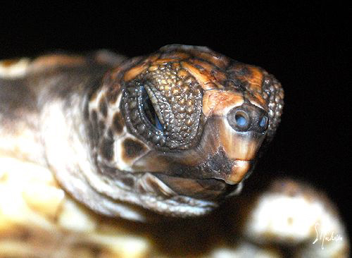 Baby Hawksbill Turtle soon to be released. These babies w... by Steven Anderson 