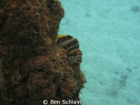 Crested Morwong by Ben Schiavi 