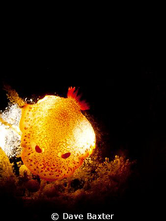 nudi by Dave Baxter 
