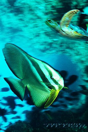 Sulawesi-batfish-Nik RS-Composing>turtle by Manfred Bail 