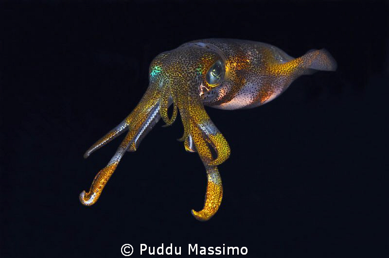 lembeh by night,nikon d2x 60mm macro by Puddu Massimo 