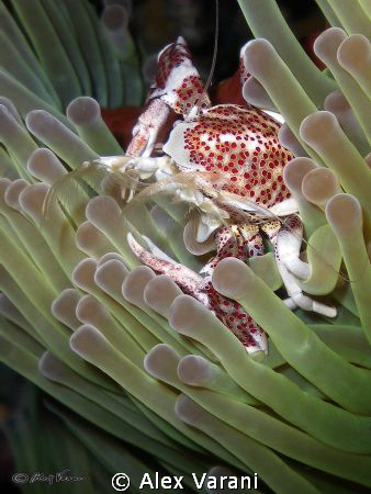 neopetrolisthes oshimai by Alex Varani 