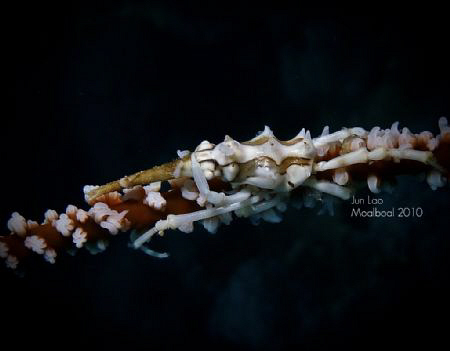 oh no... (Xenocarcinus tuberculatus) by Jun Lao 