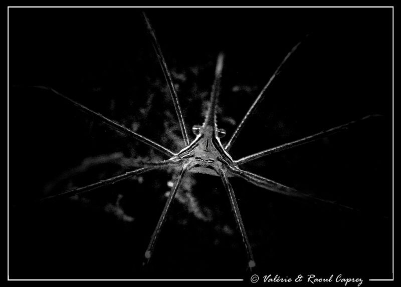 New star :-) (Stenorhynchus lanceolatus) by Raoul Caprez 