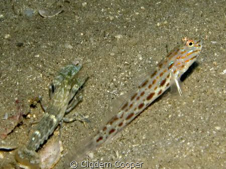taken with Canon g10&Epoque ES350-DS by Cigdem Cooper 
