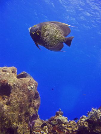"Angel" Taken in Cozumel by Christa Loustalot 