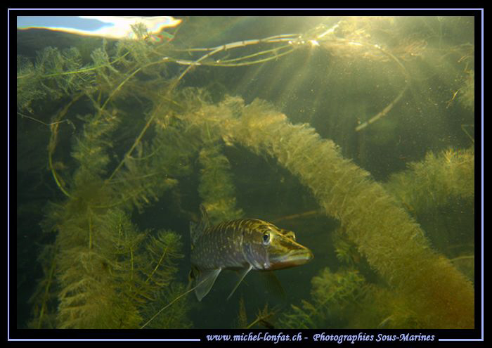 Young Pike Fish at sunset... Que du bonheur... :O)... by Michel Lonfat 