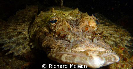 Crocodile fish giving me the eye on a Komodo night dive by Richard Mclean 