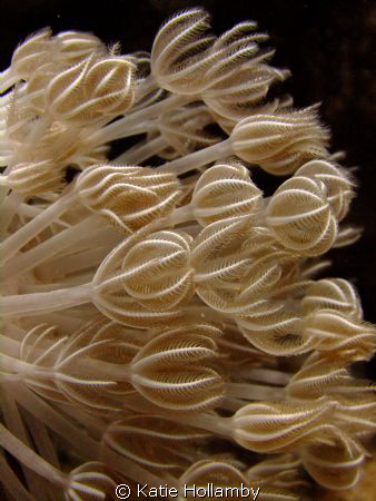 Soft coral.  Point and Shoot Fuji by Katie Hollamby 