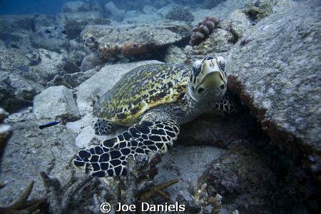 Hawksbill Turtle - 10-22mm, 1/200, f4.0, iso 100 by Joe Daniels 
