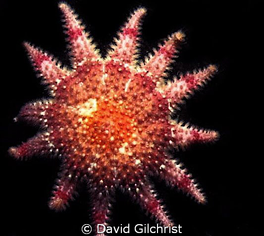 Sun Star. A colourful Arctic Sun Star, Resolute Bay, Nuna... by David Gilchrist 