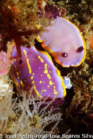An odd couple: Chromodoris purpurea mating with Chromodor... by Joao Pedro Tojal Loia Soares Silva 