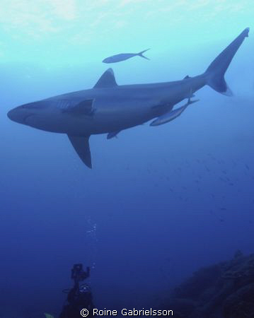 Cleaning station for Silvertpis. Great photo ops. by Roine Gabrielsson 