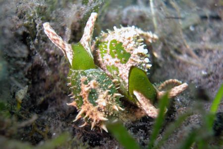 Nudi in Sardinia, Porto Pozzo. Nikon Coolpix 5000 and nat... by Ugo Gaggeri 