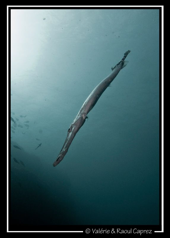 Diagonal (Aulostomus strigosus) by Raoul Caprez 