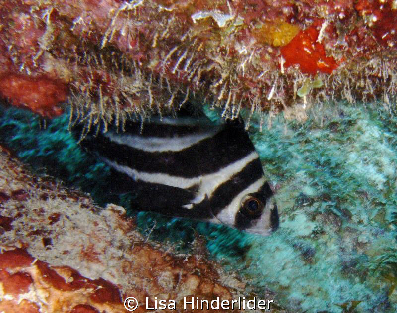 Juvenile Spotted Drum watching me from his hide-out. by Lisa Hinderlider 