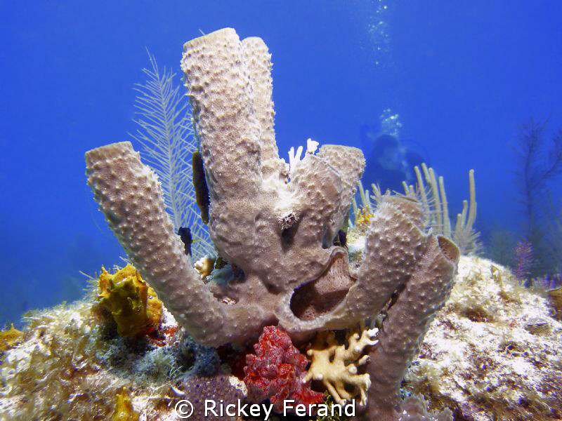 Colorful Reef Scene John Pennekamp Coral State Park, Key ... by Rickey Ferand 