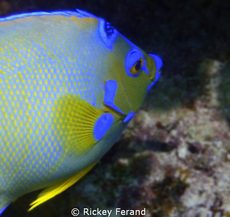 Queen Angel, John Pennekamp Coral Reef State Park, Key La... by Rickey Ferand 