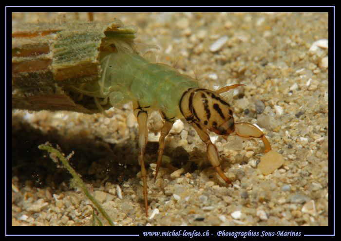 A beautiful Caddis fly, sedge (Phryganea grandis Linnaeus... by Michel Lonfat 