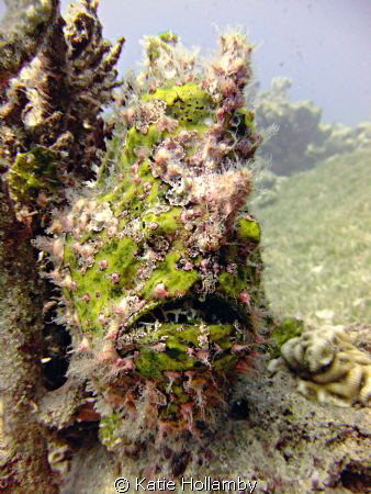 Green Frog Fish, point and shoot Fuji, natural light by Katie Hollamby 