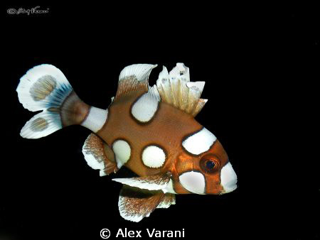 Plectorhinchus chaetodonoides juvenile by Alex Varani 