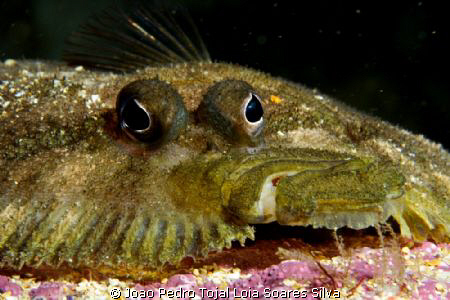 A very cooperating topknot (Zeugopterus punctatus) posing. by Joao Pedro Tojal Loia Soares Silva 
