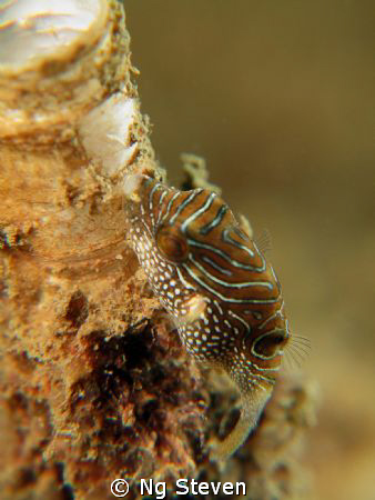 Baby Puffer swimming. by Ng Steven 