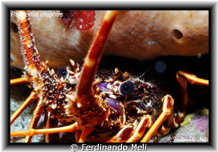 A beautiful Palinurus elephas. by Ferdinando Meli 