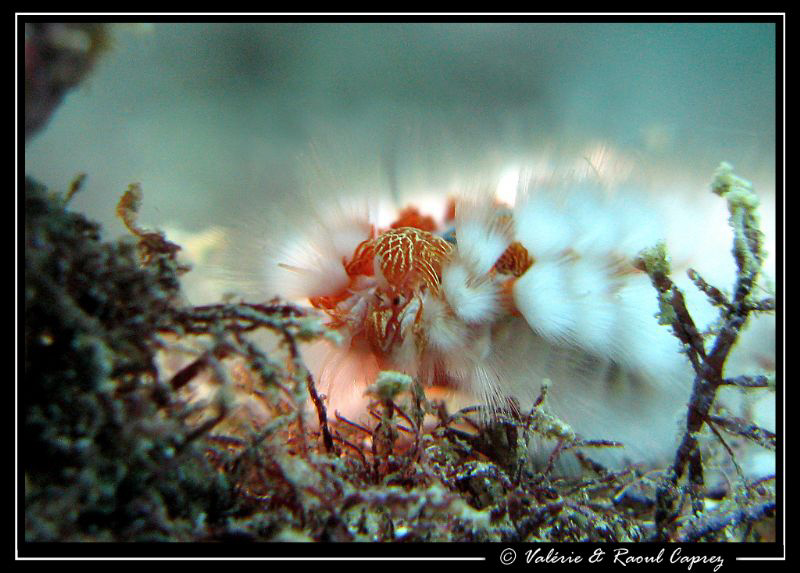Face to face with a hairy worm (Hermodice carunculata) by Raoul Caprez 