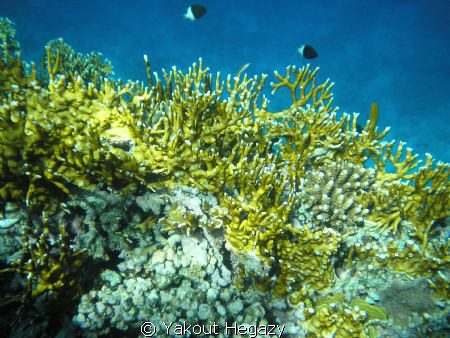 fire coral&Half-and-half chromis by Yakout Hegazy 