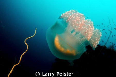 Alien in Truk Lagoon by Larry Polster 