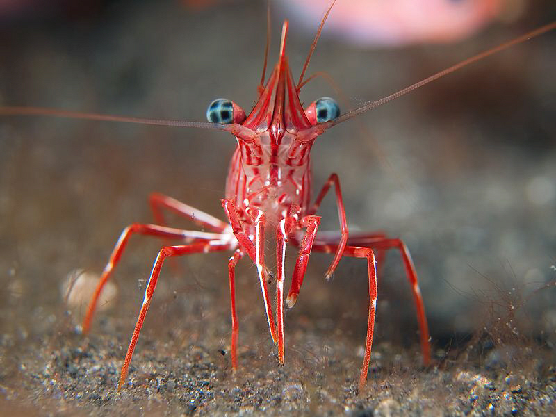 Hinge-back shrimp. Tulamben, Bali by Doug Anderson 