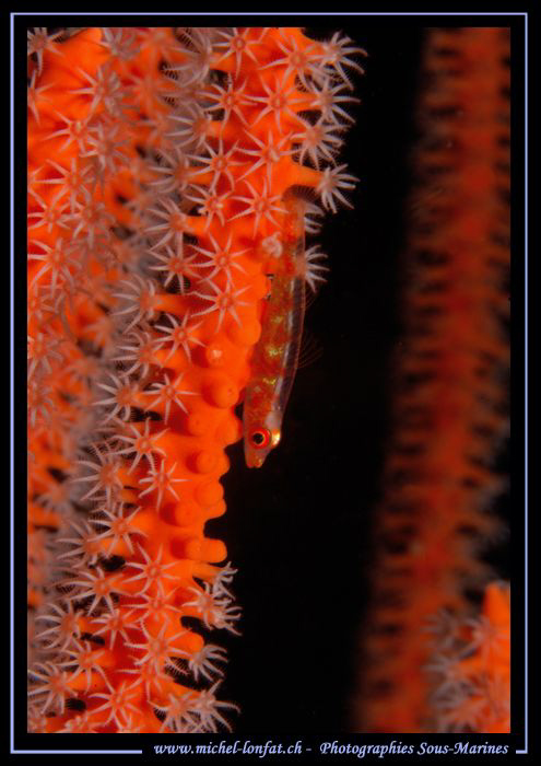 Little symbiotique Goby.... Que du bonheur... :O)... by Michel Lonfat 
