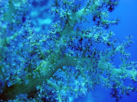 softcoral in egypte sharm el sheik ras Mohammed by Jj Waanders 