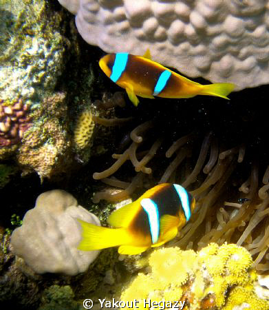 Red Sea anemonefish by Yakout Hegazy 