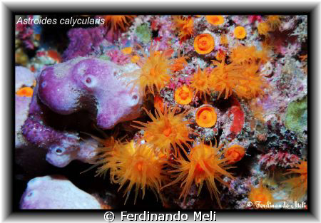 Astroides calycularis. by Ferdinando Meli 