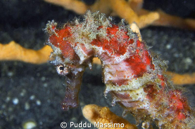 lembeh,nikon d2x by Puddu Massimo 