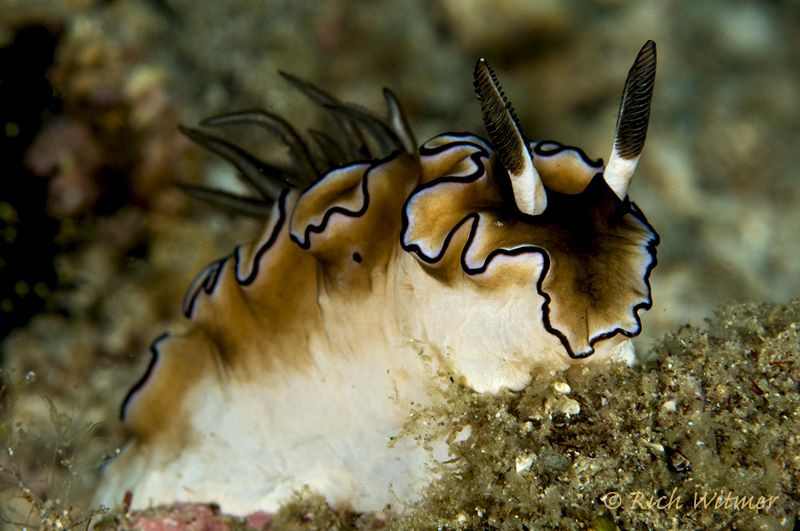 Glossodoris atromarginata.  D300/Inon Strobes/105mm. by Richard Witmer 
