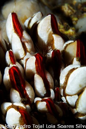 Barnacles (Pollicipes pollicipes) deep inside a cave near... by Joao Pedro Tojal Loia Soares Silva 