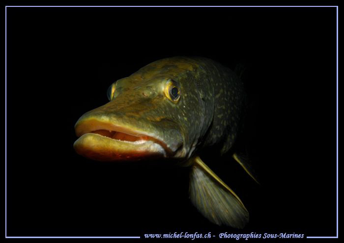 PIKE FISH.... :O)... Que du bonheur... by Michel Lonfat 