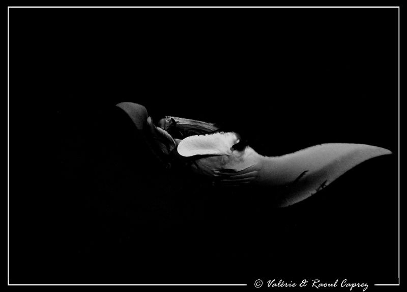 A white shadow in the night by Raoul Caprez 