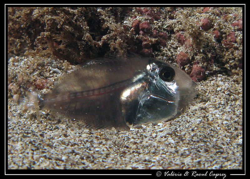 With this fish, you have to be very careful with the stro... by Raoul Caprez 