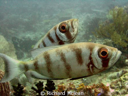 here's looking at you by Richard Mclean 