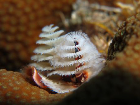 Spirobranche canon g11 & macro lens by Durand Gerald 