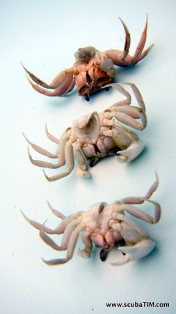 3 dead crabs in a pool by Tim Ho 