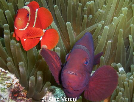 Premnas biaculeatus - are you curious ? by Alex Varani 
