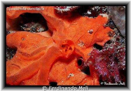 Spirastrella cunctatrix. by Ferdinando Meli 