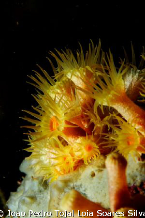 Parazoanthus axinellae coral. by Joao Pedro Tojal Loia Soares Silva 