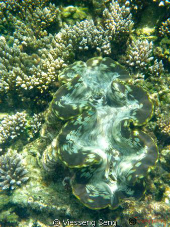 the gem underwater ! by Viesseng Seng 