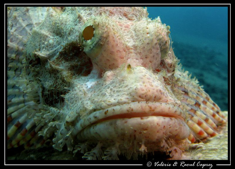 :-( (Scorpaena sp) by Raoul Caprez 